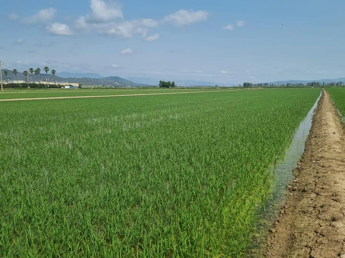 Land for sale in La Ràpita