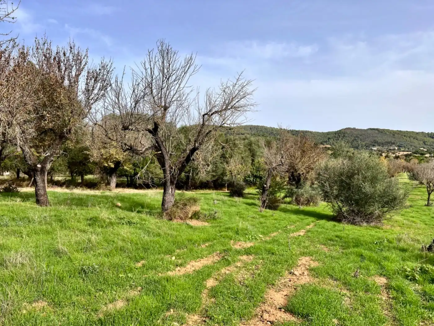 Casa rustica in vendita a Campanet, imagen 6