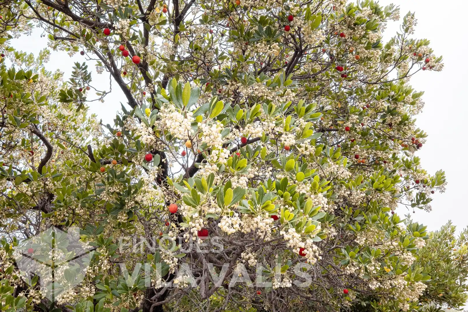 Jardí de Casa o xalet en venda en Bigues i Riells del Fai amb Jardí privat, Terrassa i Traster