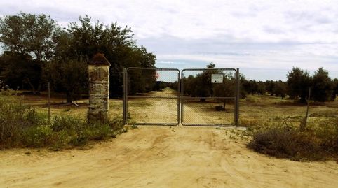 Photo 5 of Land for sale in Polígono 11 Parcela 69 el Llano. Villamanrique de, Villamanrique de la Condesa, Sevilla