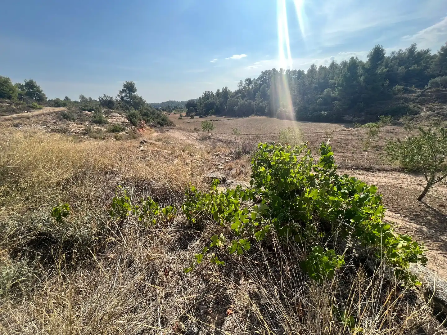 Terreno en venta en Valjunquera