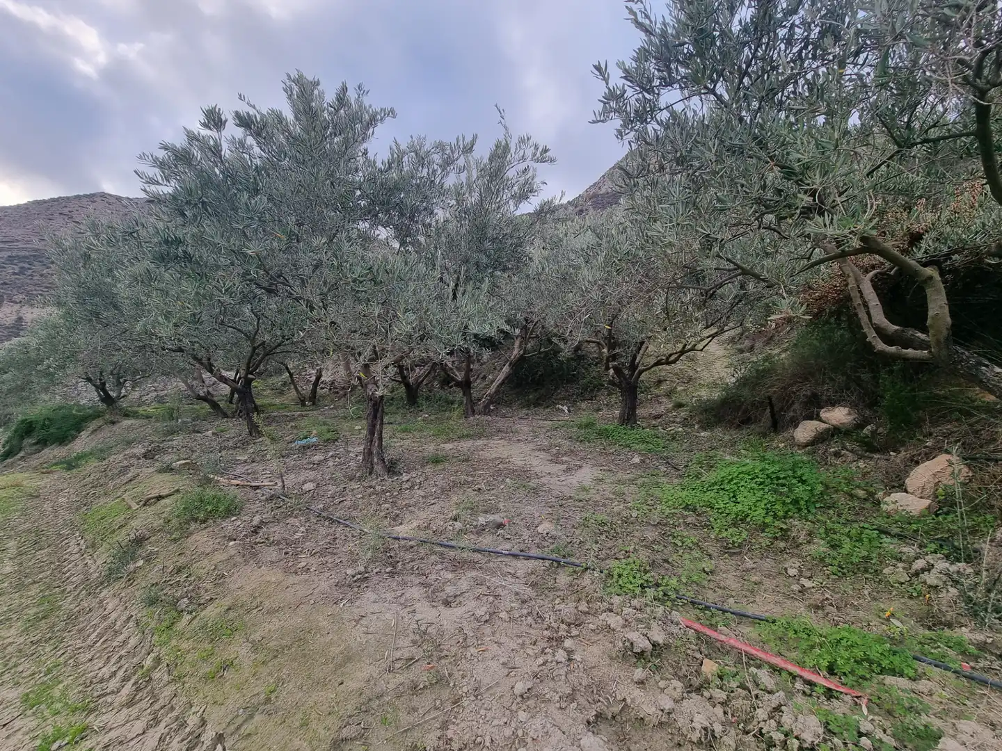 Rural land for sale in Calle Camino Ancho 4, imagen 18