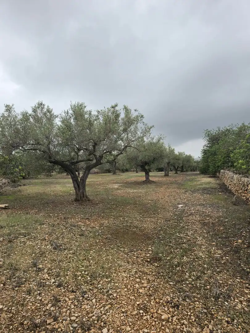 Terreny rústic en venda a Les Tres Cales, imagen 6