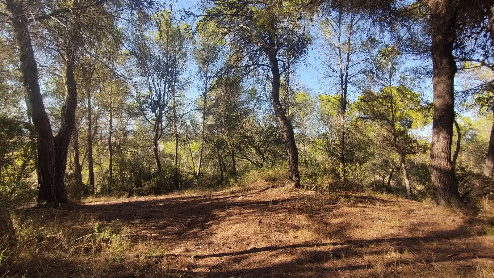 Wohnbaugrundstück zum Verkauf in Santa Margalida Poble, imagen 15