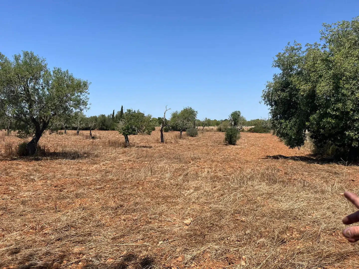 Rustikales Grundstück zum Verkauf in Llucmajor pueblo, imagen 7