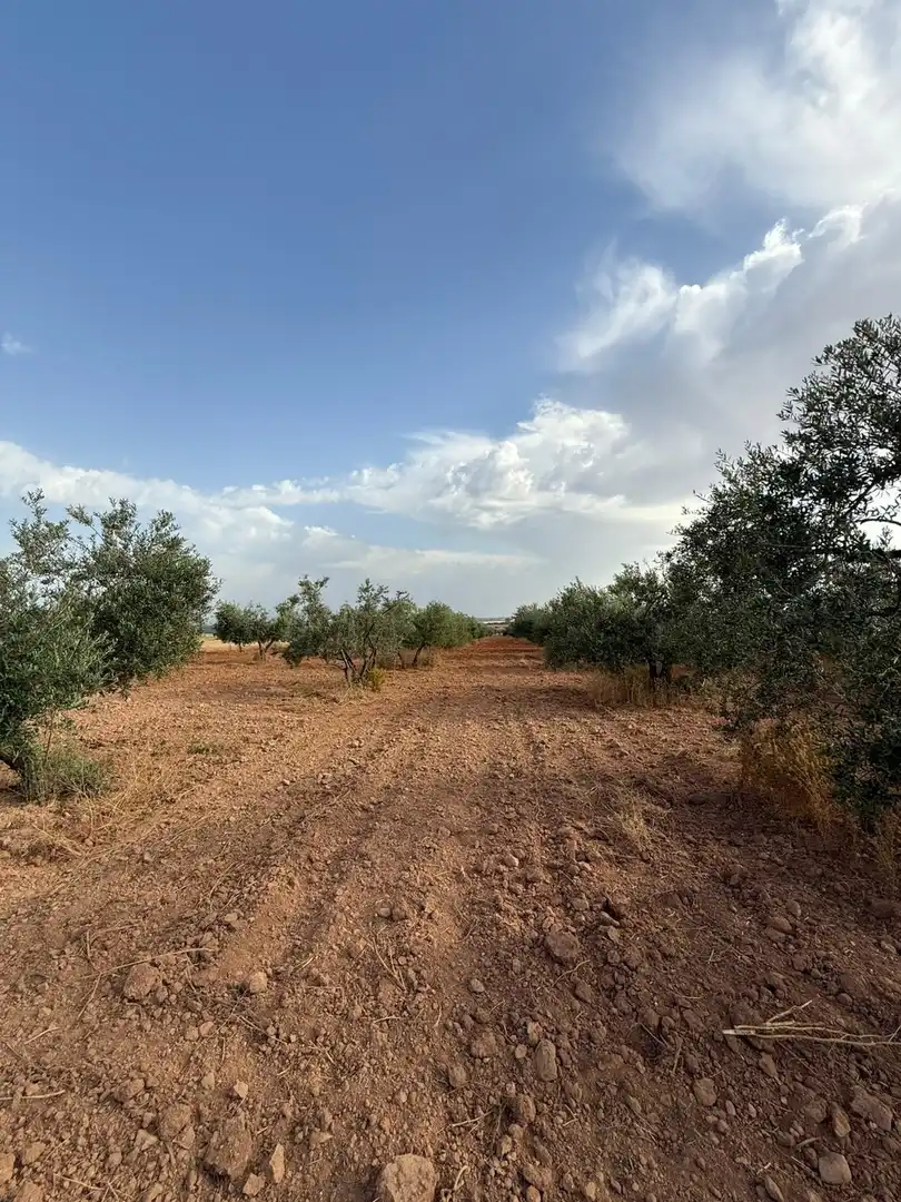 Terreni e lotti in vendita a Carmona, imagen 7
