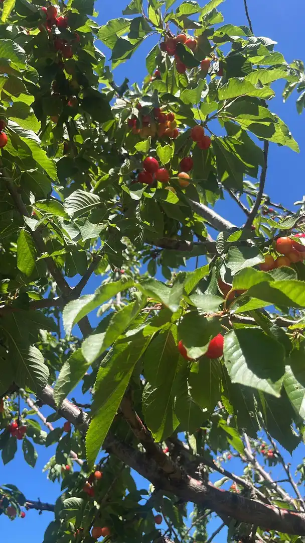 Terreni e lotti in vendita a Nigüelas, imagen 33