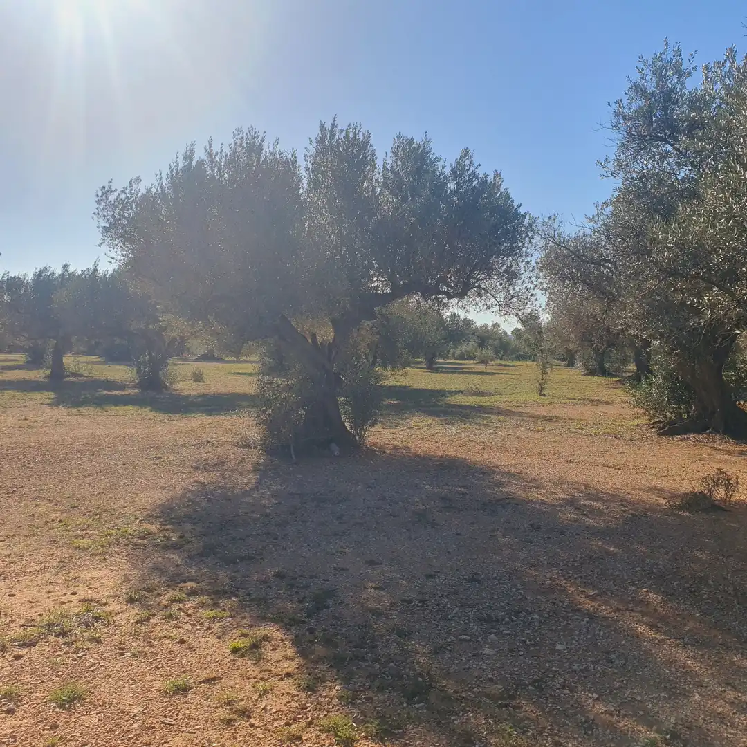 Terrain rustique à vendre à Tivenys, imagen 9