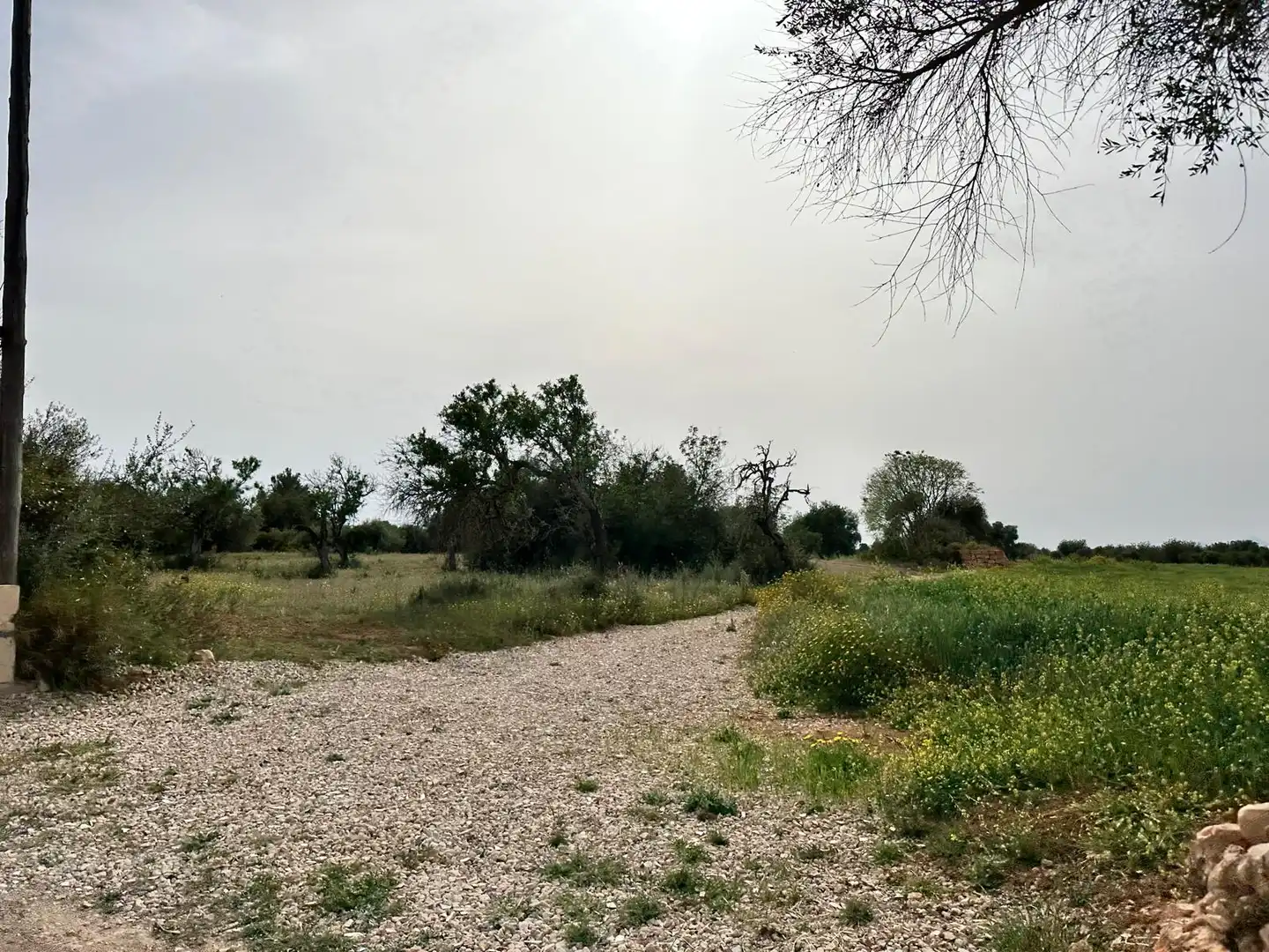 Grundstücke zum Verkauf in Algaida