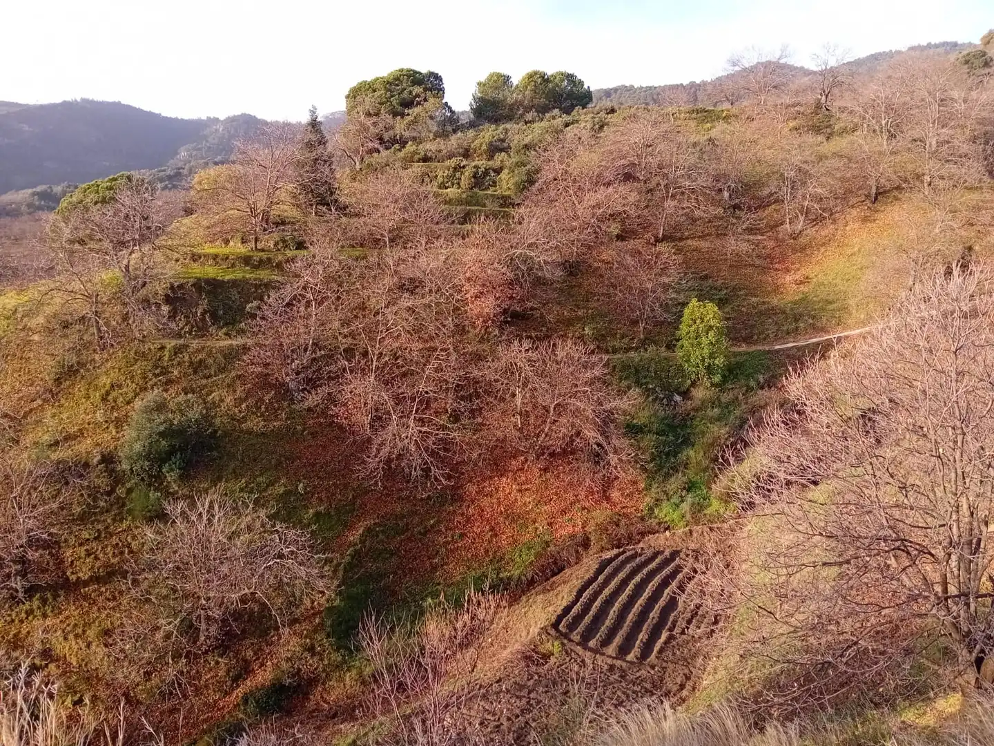 Terreno rústico en venta en Yunquera, imagen 3