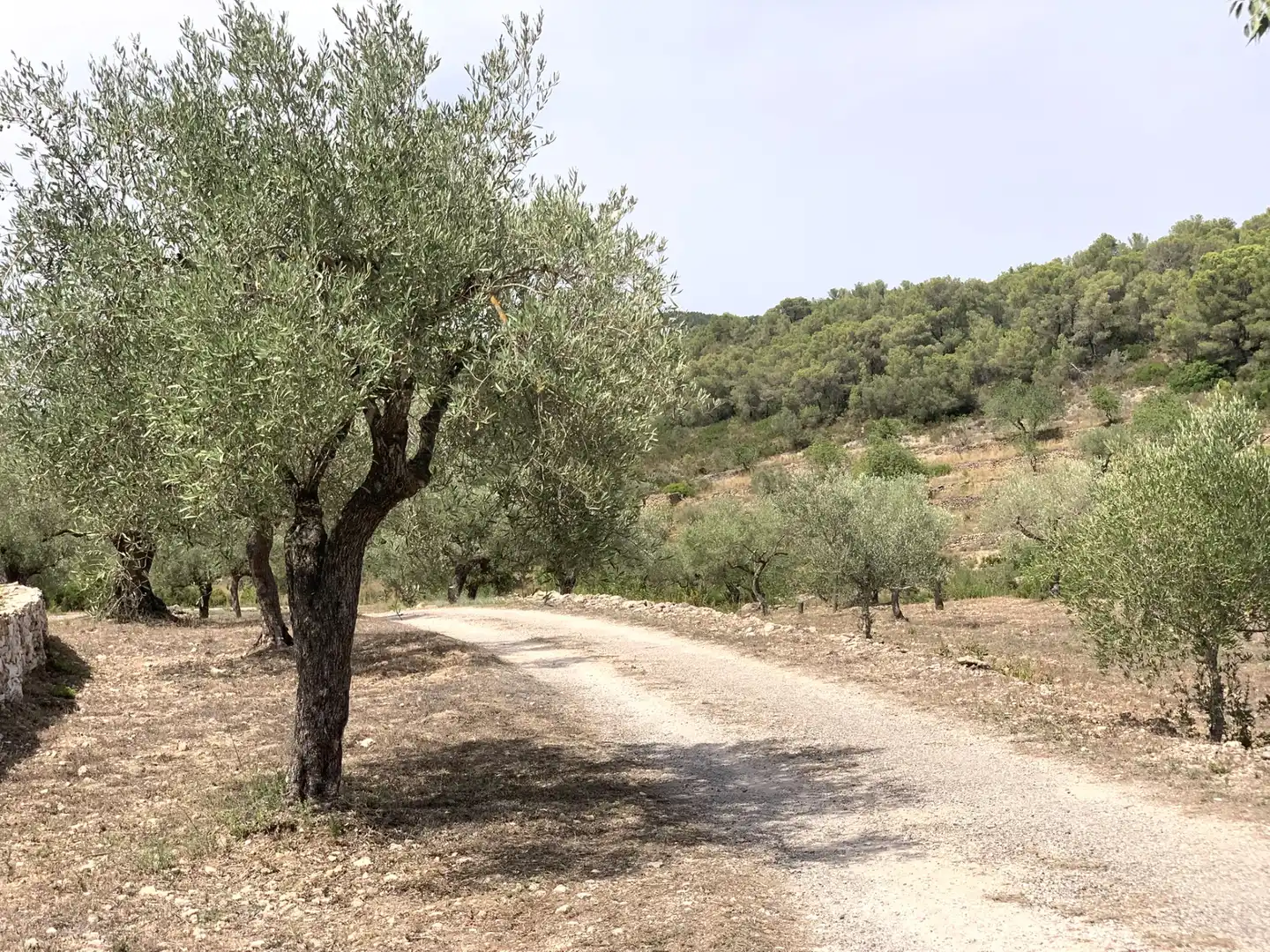 Exterior view of Country homes for sale in Tivissa  with Terrace