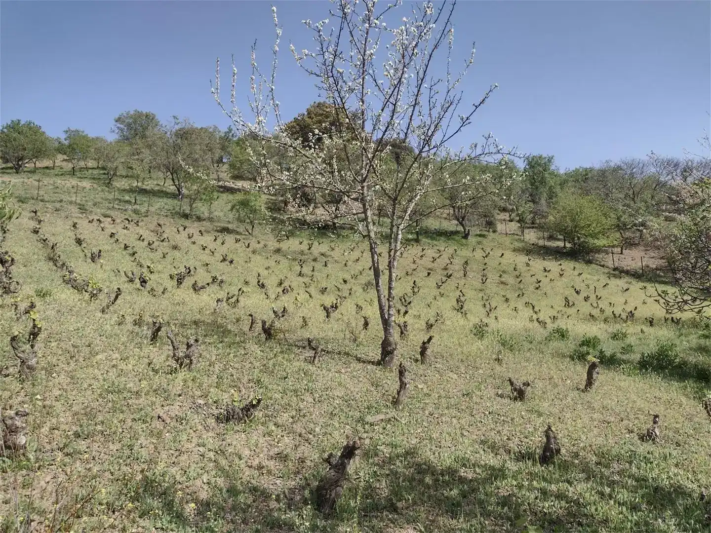 Land for sale in Benadalid