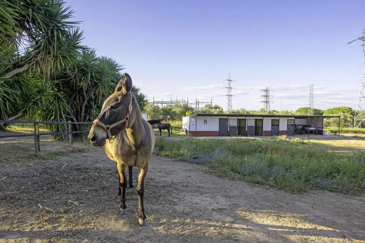 Vista exterior de Casa o xalet en venda en Bollullos de la Mitación amb Aire condicionat, Calefacció i Jardí privat