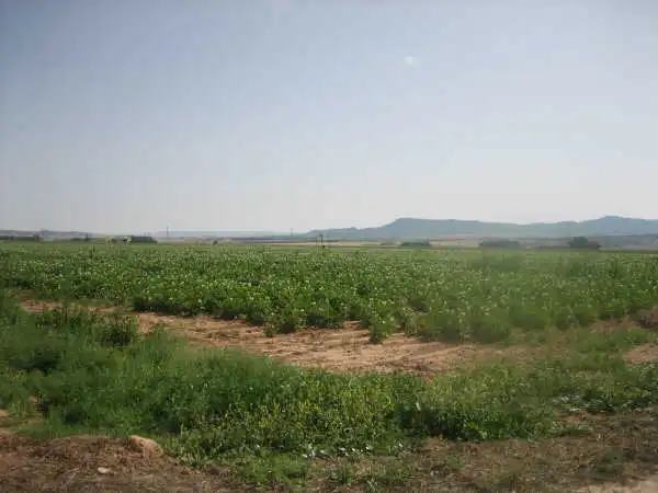 Terreny rústic en venda a Paraje la primera Mancorra, imagen 7