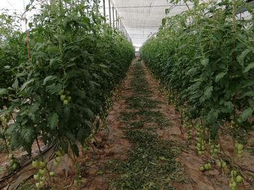 Terreno rustico in vendita a Calle Hermanos Machado 1B