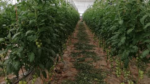 Foto 4 de Terreno en venta en N/a, 1b, Oliveros - Altamira, Almería