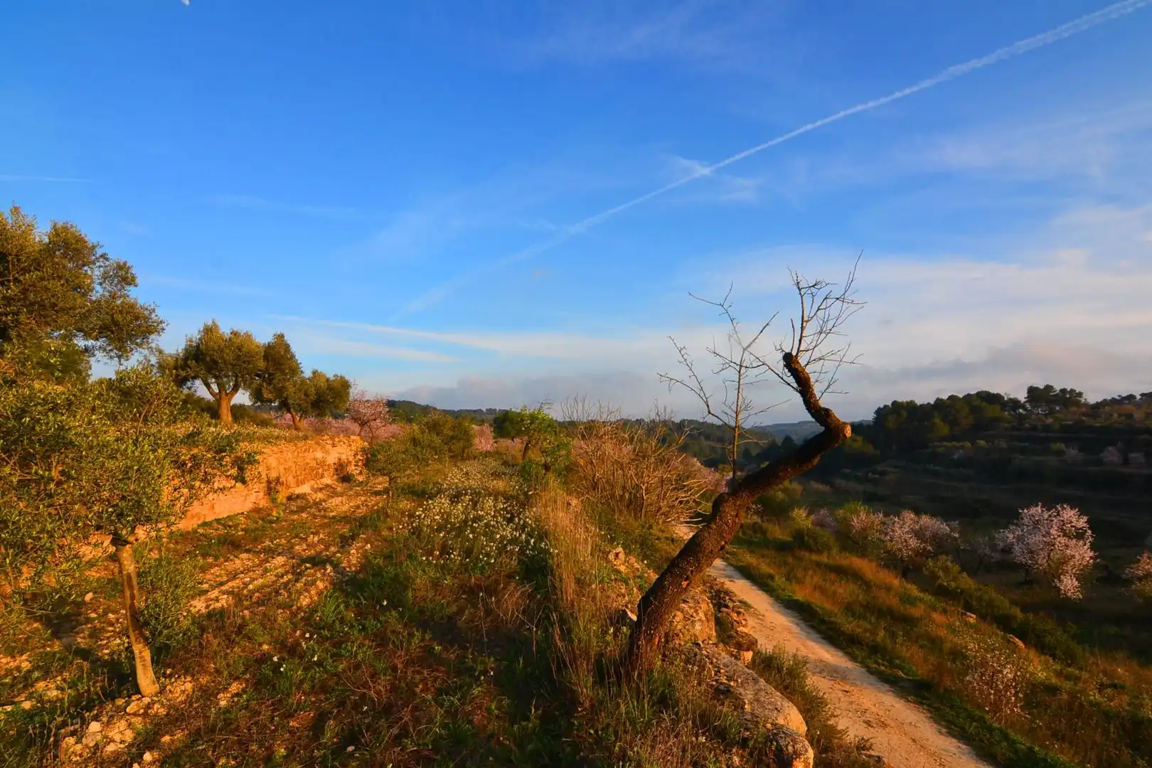 Rural land for sale in Corbera d'Ebre, imagen 80
