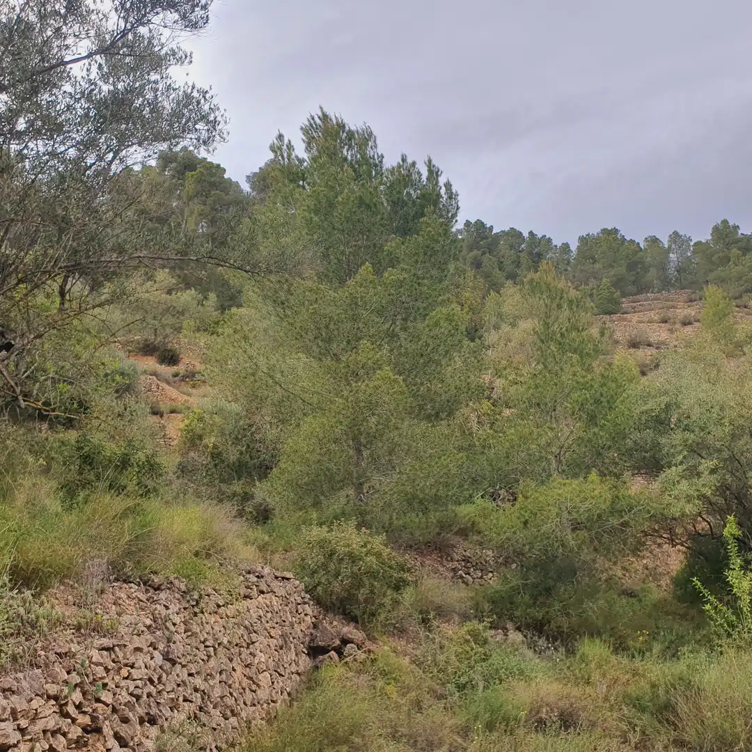 Terrain rustique à vendre à Benifallet, imagen 48