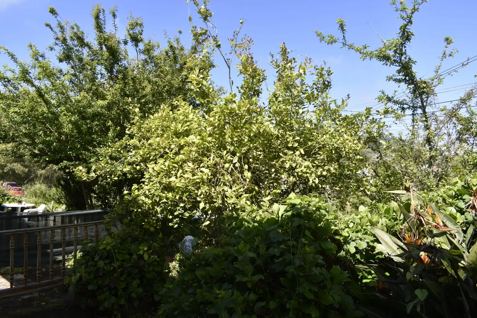 Jardín de Casa o chalet en venta en Teror con Jardín privado