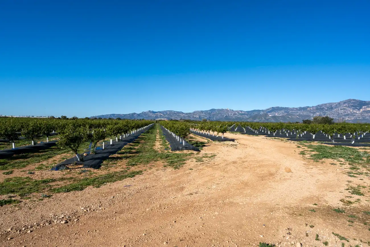 Vista exterior de Finca rústica en venta en Roquetes con Amueblado