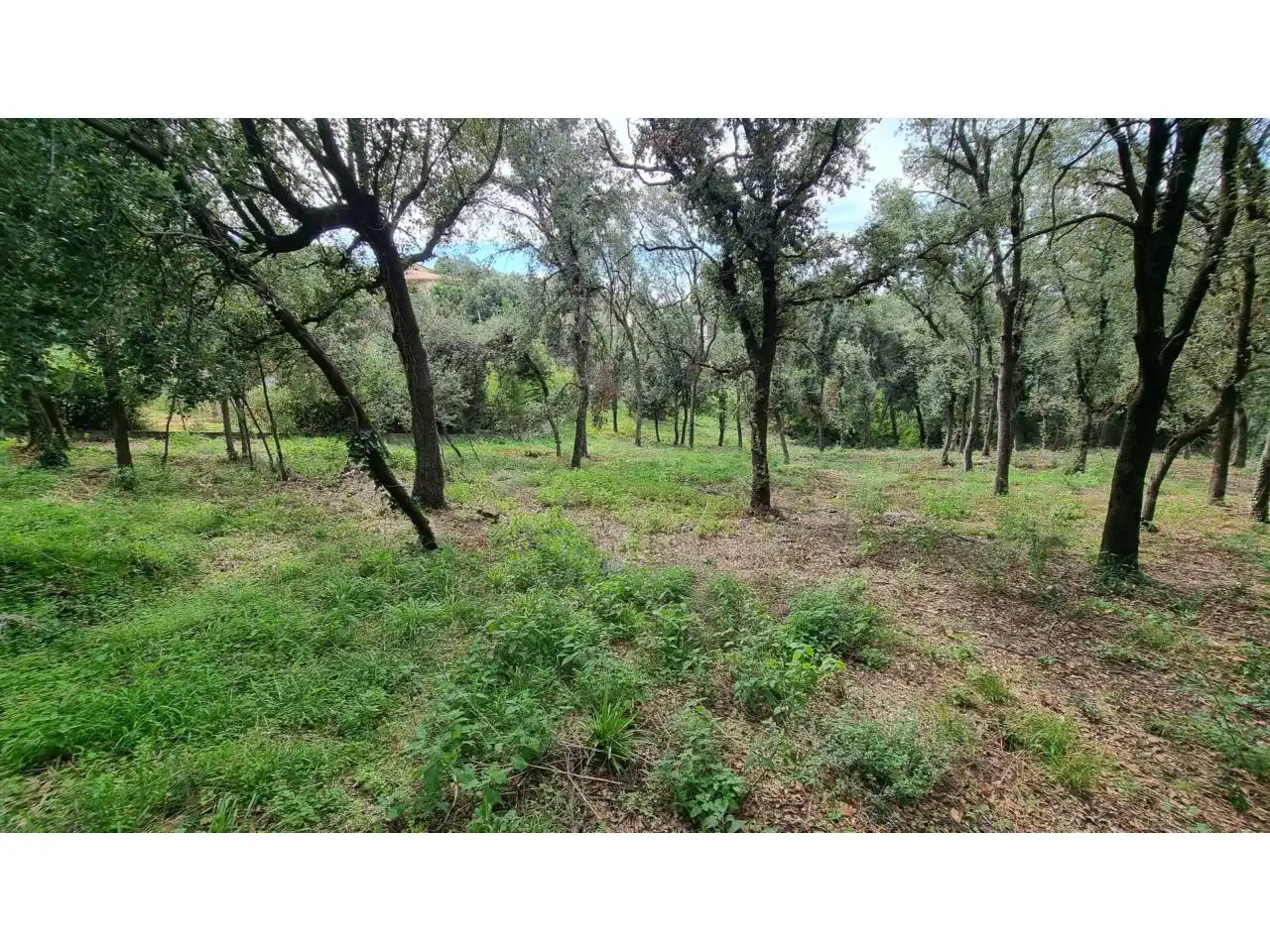 Terreny residencial en venda a Calle Tórtora 145