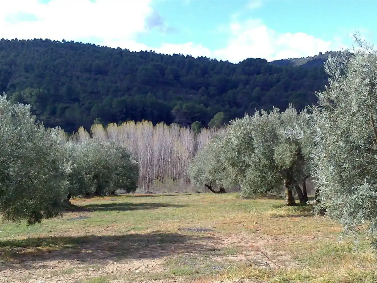 Jardín de Finca rústica en venta en Jayena, Granada