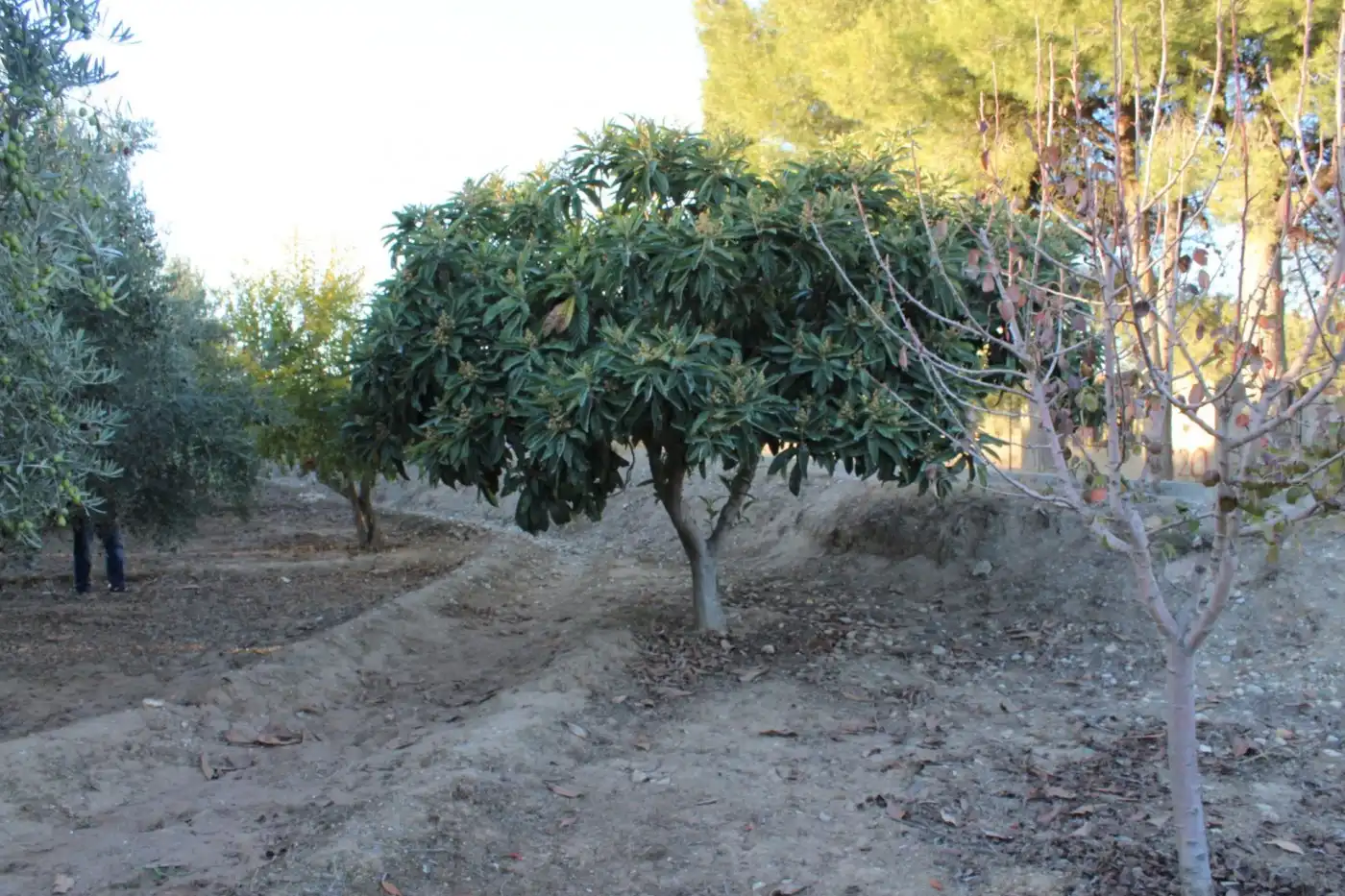 Country homes for sale in Villa de Otura, Granada