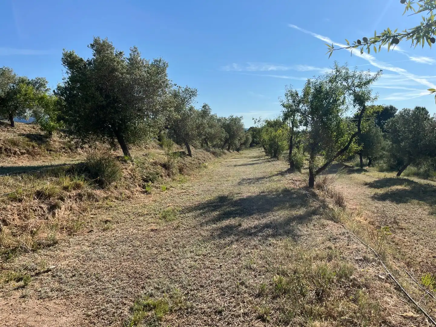 Rural land for sale in Carrer dels Jocs Olímpics 1, imagen 11
