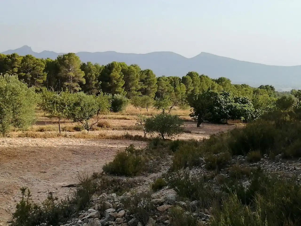 Terrenys i solars en venda a Onil, imagen 4