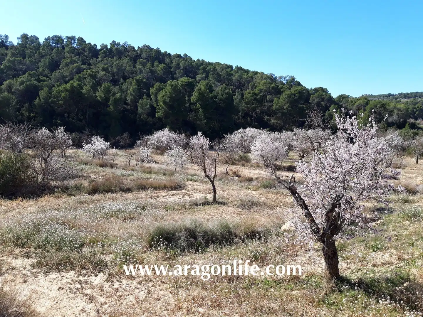 Terreni e lotti in vendita a Maella, imagen 43