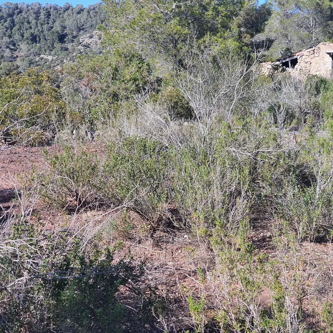Terrain rustique à vendre à Benifallet, imagen 17