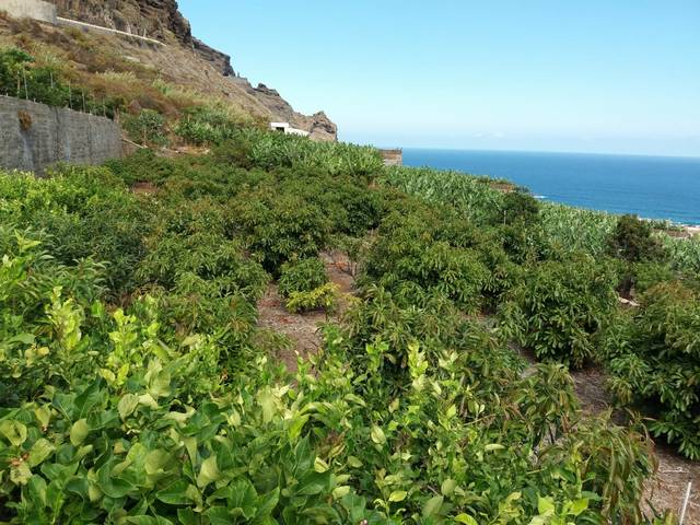 Terreno residencial en Venta en Buenavista del Norte