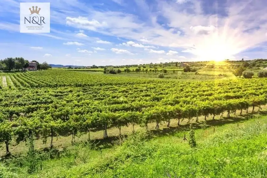 Vista exterior de Finca rústica en venda en Binissalem amb Jardí privat, Terrassa i Traster