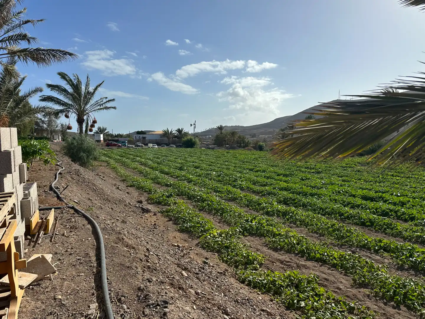 Vista exterior de Finca rústica en venda en Pájara amb Jardí privat, Moblat i Forn