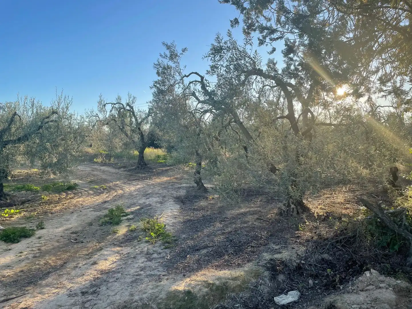 Terreno en venta en Bollullos de la Mitación