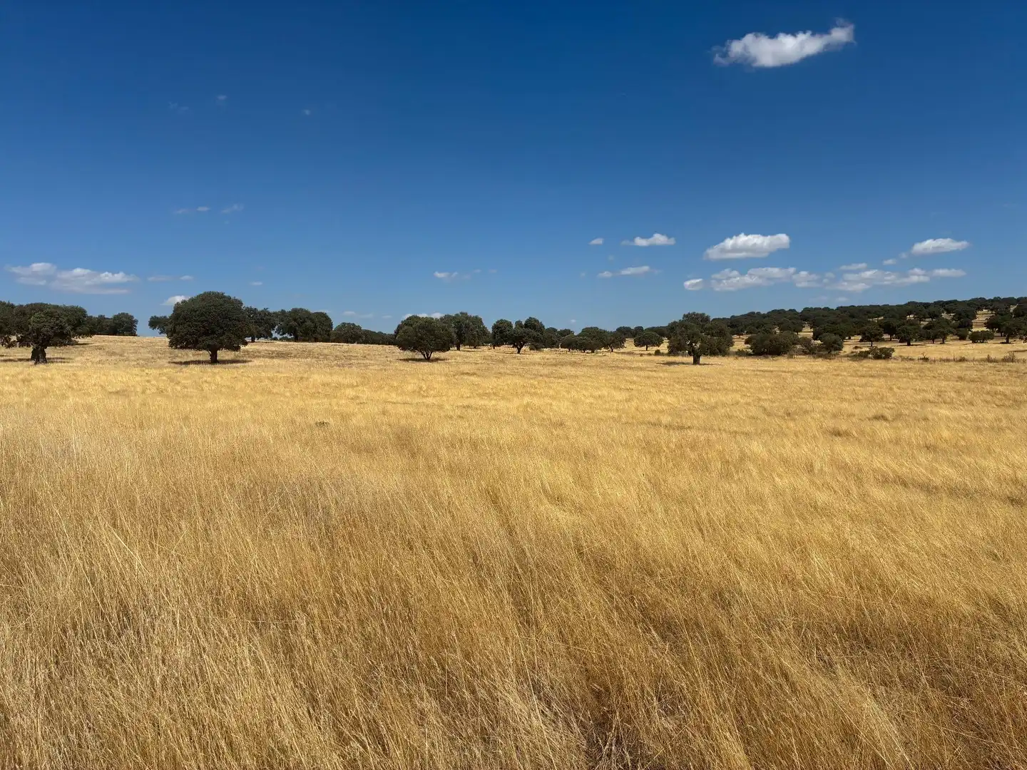 Terreno rustico in vendita a Mohedas de la Jara, imagen 28