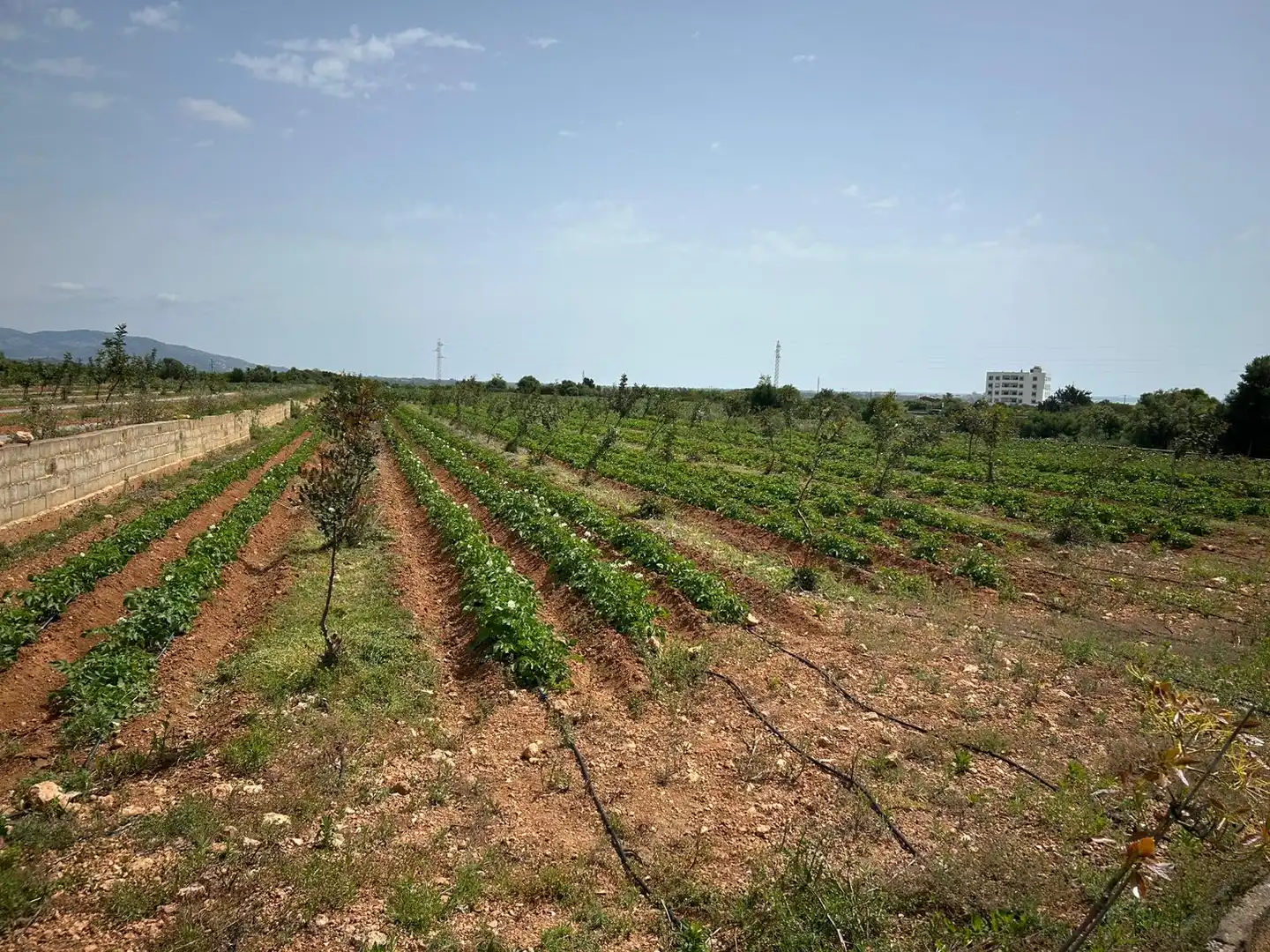 Rural land for sale in Torreblanca, imagen 13