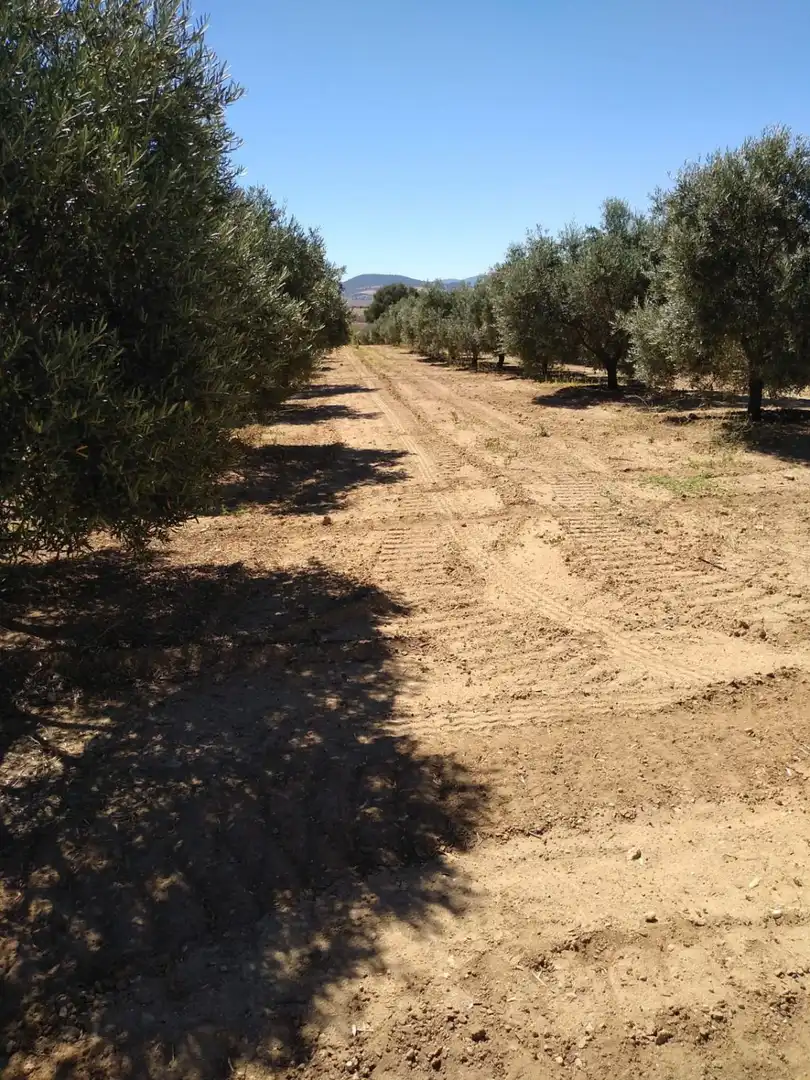 Casa rústica en venda a Arcos de la Frontera, imagen 4