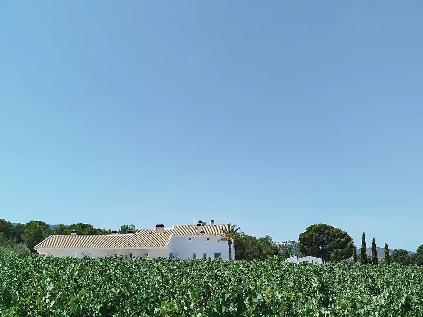Vista exterior de Finca rústica en venda en Yecla amb Aire condicionat i Terrassa