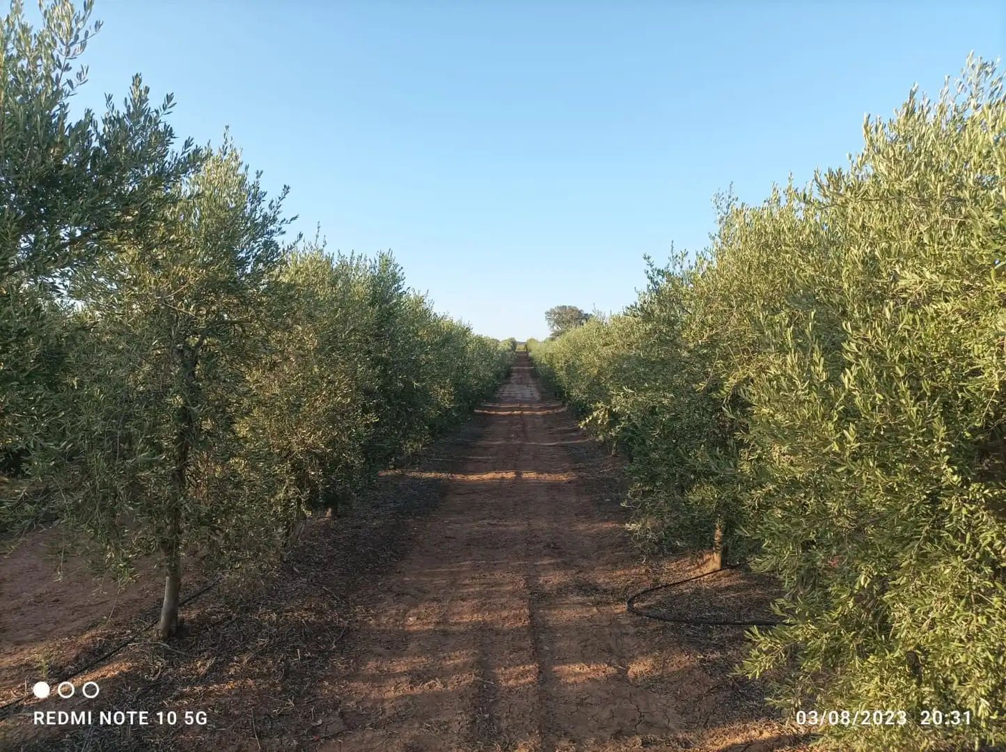 Terreni e lotti in vendita a Usagre