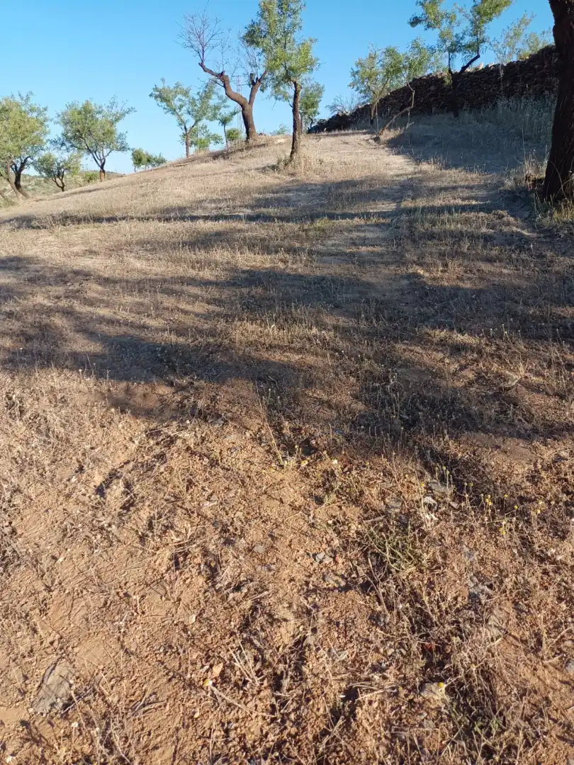 Rural land for sale in Nigüelas, imagen 13