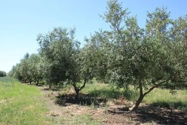 Finca rústica en venda en Riudoms amb Calefacció, Jardí privat i Piscina