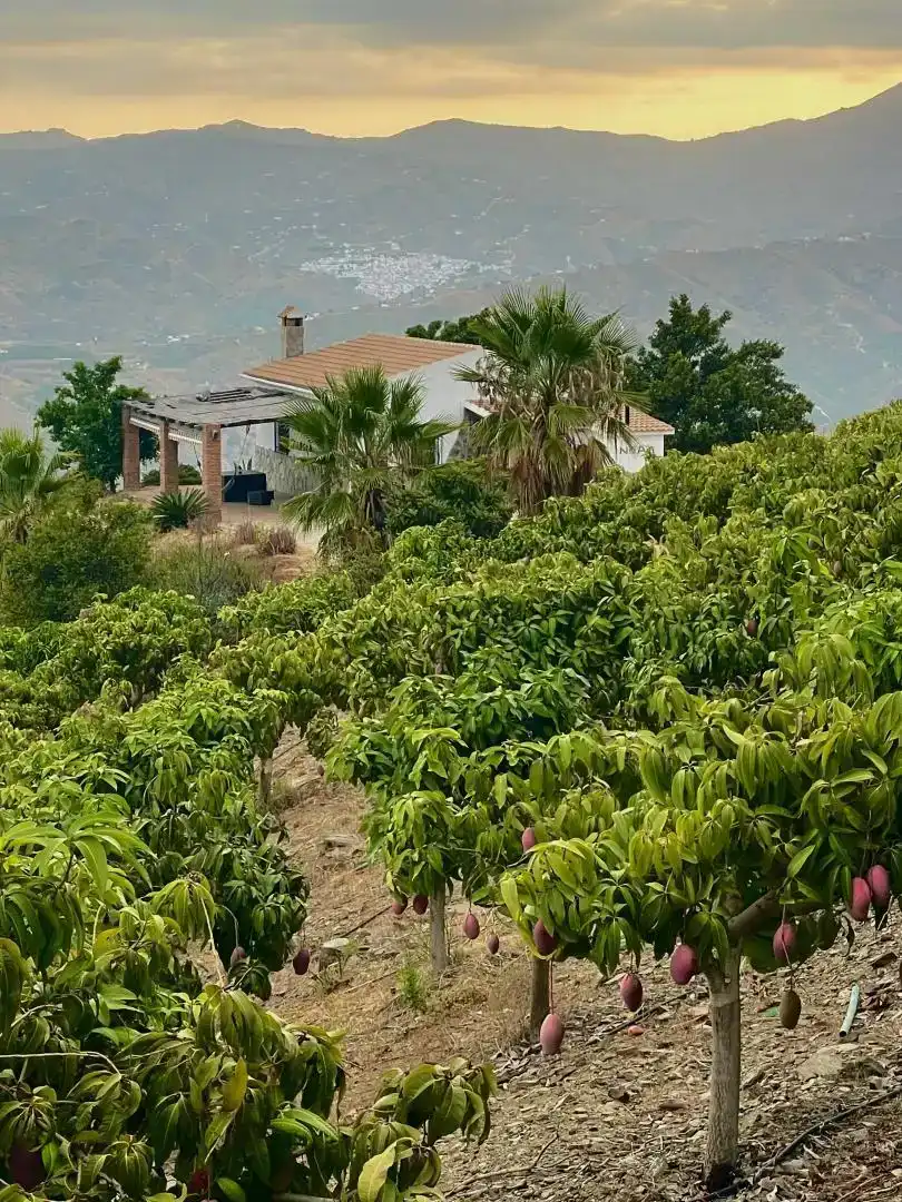 Vista exterior de Finca rústica en venda en Vélez-Málaga amb Jardí privat, Parquet i Piscina