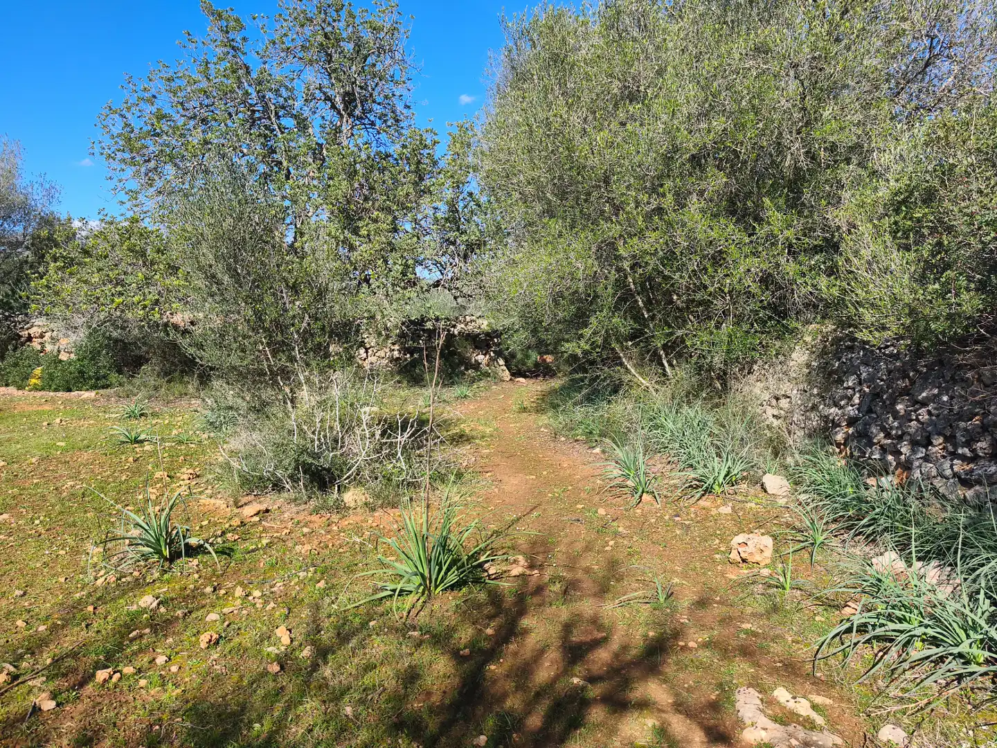 Terreno residencial en venta en Carrer Ruberts 24, imagen 11