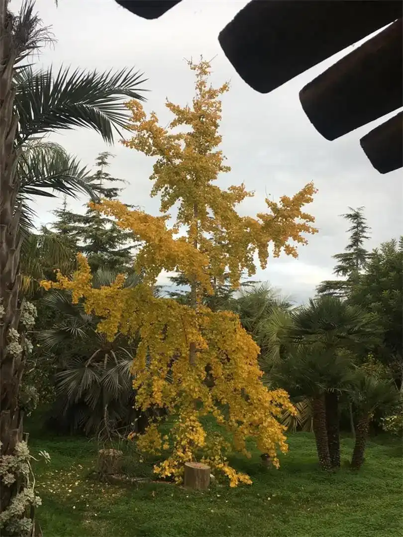 Jardín de Piso en venta en Dénia