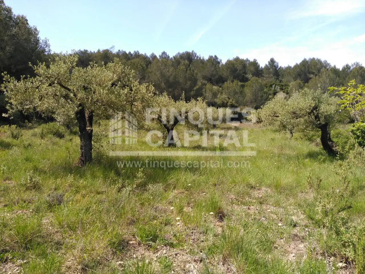 Terreny rústic en venda a Els Monjos, imagen 8