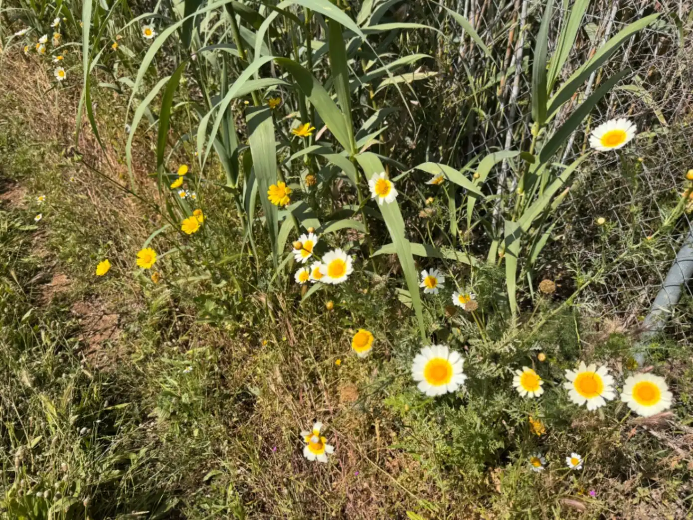 Jardí de Residencial en venda en Benissa