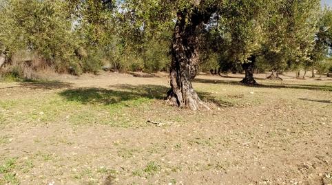 Foto 3 de Terreny en venda a Montefrange y Molinilla- Poligono 5, Arahal, Sevilla