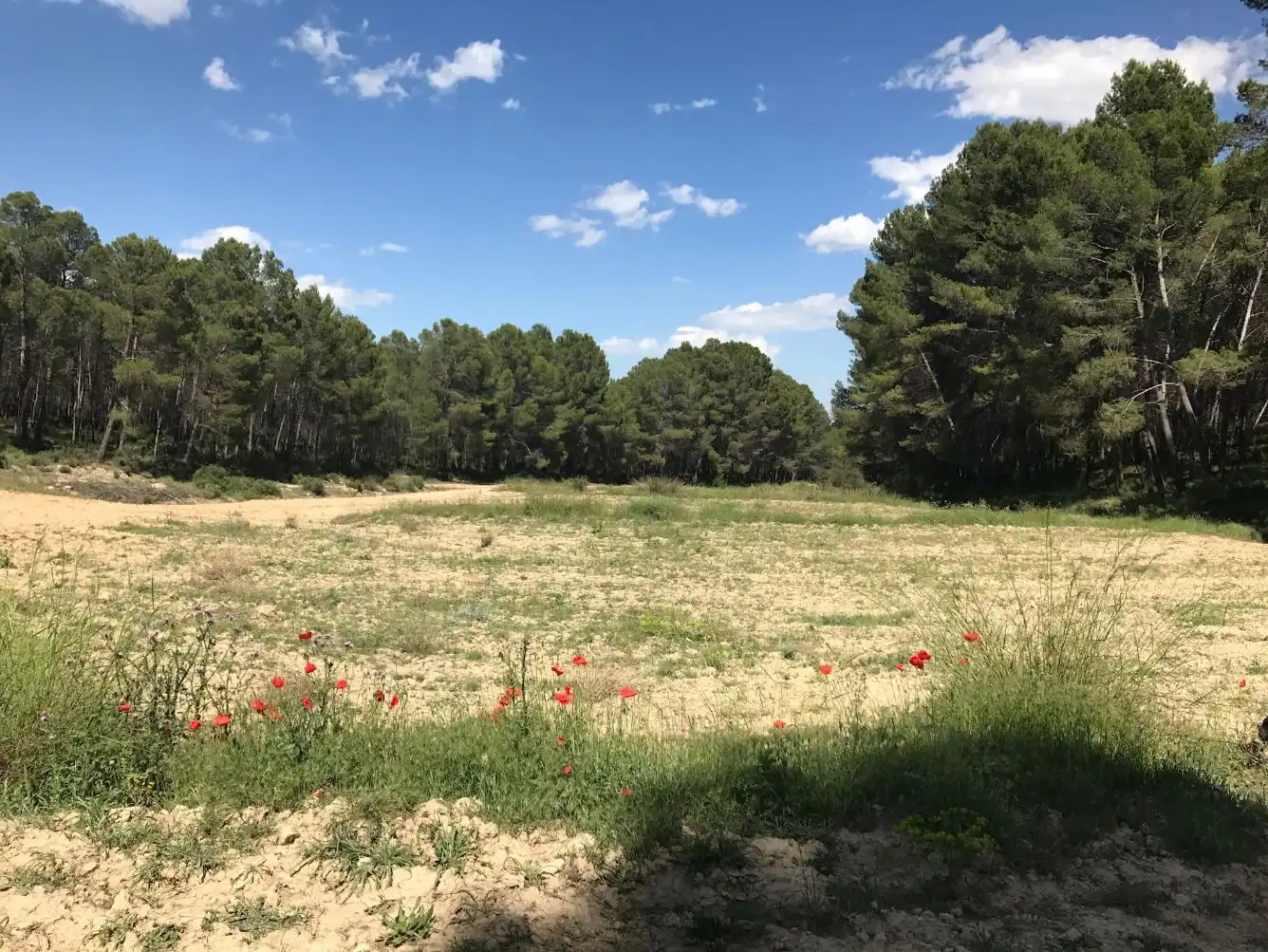 Terreny rústic en venda a Caravaca de la Cruz, imagen 2