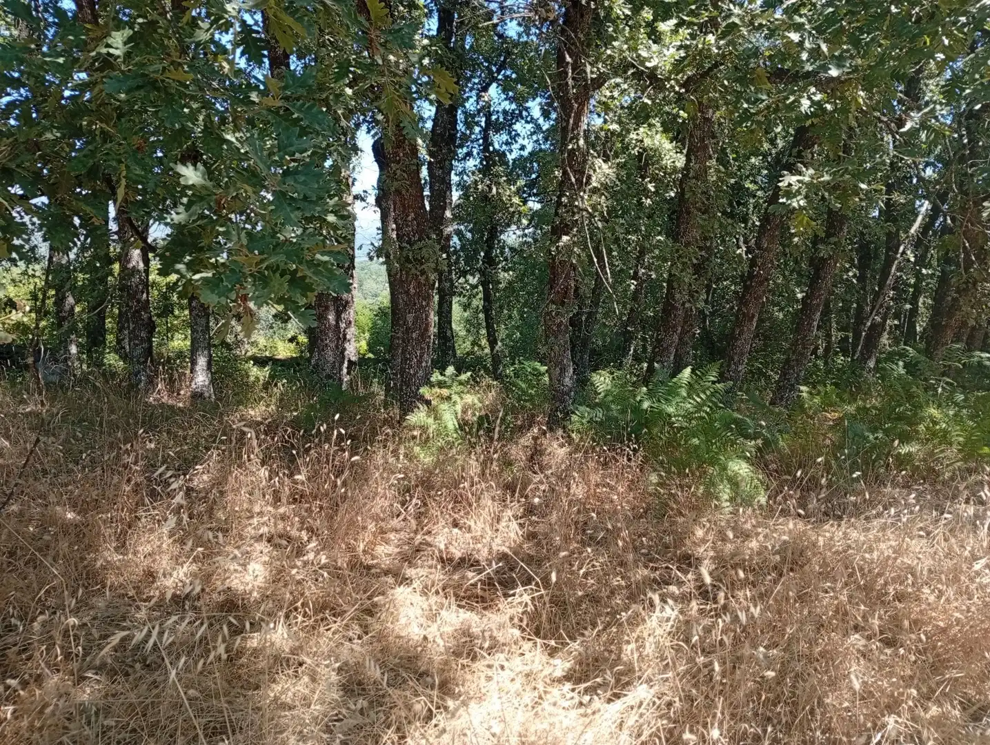 Terreni e lotti in vendita a Villanueva de la Vera, imagen 21